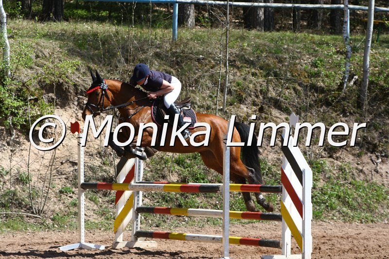 204M8106_Prima Donna_Springpferde_A.JPG